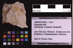 Foto (Objekt + Etiketten) von Decapoda indet. (NHMW-GEO-1990-0041-0052)